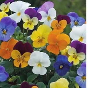 Meet your Posher, Mahbubeh